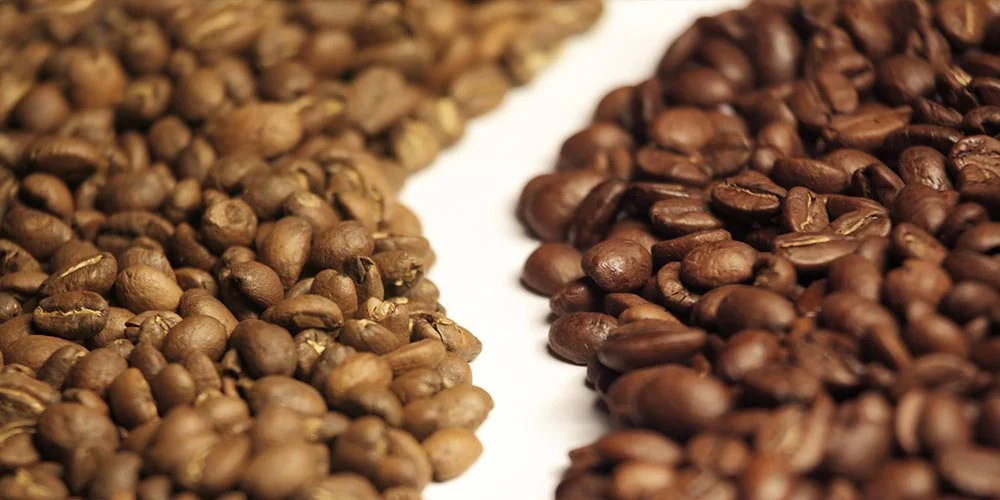 تفاوت قهوه عربیکا و روبوستا 7 تفاوت قهوه عربیکا و روبوستا